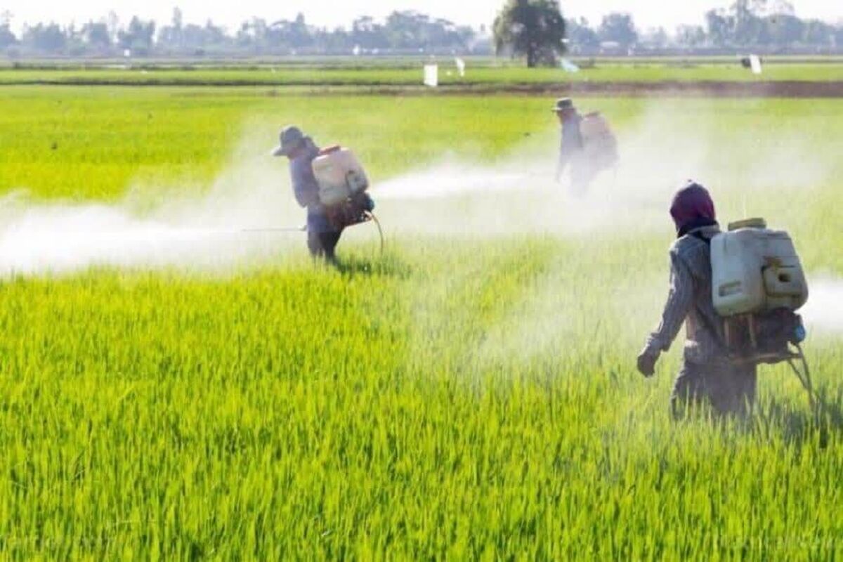 ۲.۲ میلیون هکتار مبارزه با علفهای هرز در مزارع گندم عملیاتی شد