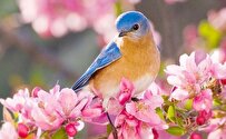 از شکوفه میزند تا بر سر افسر نوبهار