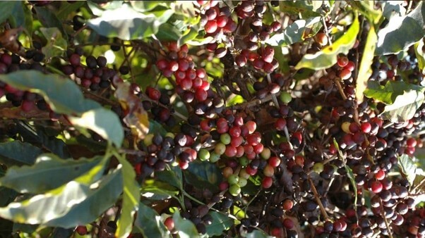 قهوه تخصصی یا قهوه تجاری: کدام قهوه انتخاب بهتری است؟ قهوه تخصصی یا قهوه تجاری: کدام قهوه انتخاب بهتری است؟