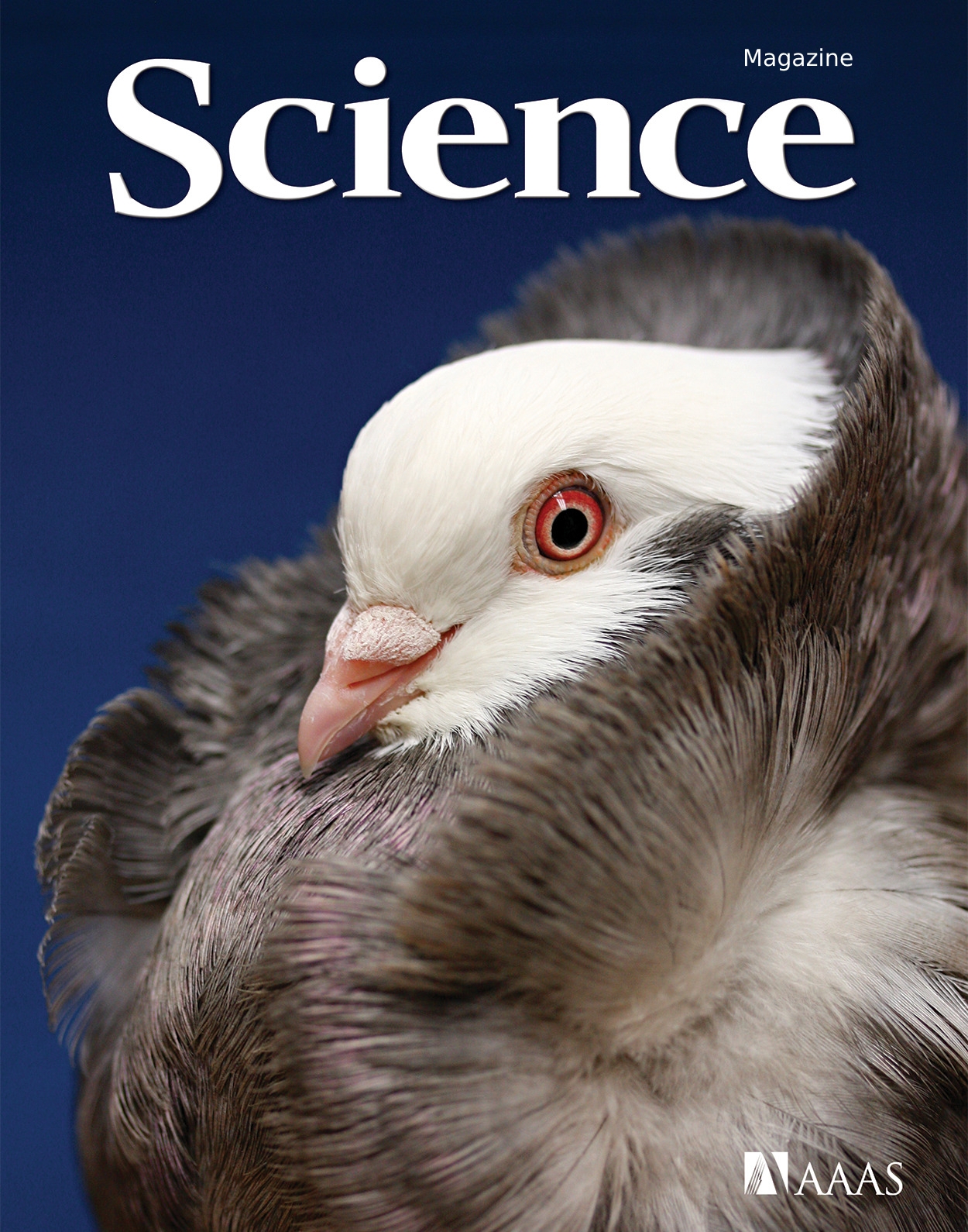 هفته سوم دسامبر/ از «استعدادهای پر شمار کبوترها» تا «داستان مشکوک سیاره نهم!» هفته سوم دسامبر/ از «استعدادهای پر شمار کبوترها» تا «داستان مشکوک سیاره نهم!»