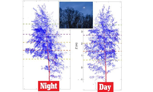 درختان هم شبها میخوابند! درختان هم شبها میخوابند!