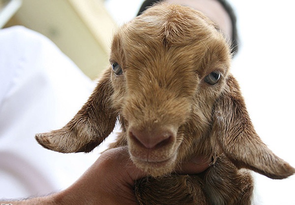 از شبیه سازی حیوانات آزمایشگاهی تا تولید داروهای نوترکیب از شبیه سازی حیوانات آزمایشگاهی تا تولید داروهای نوترکیب