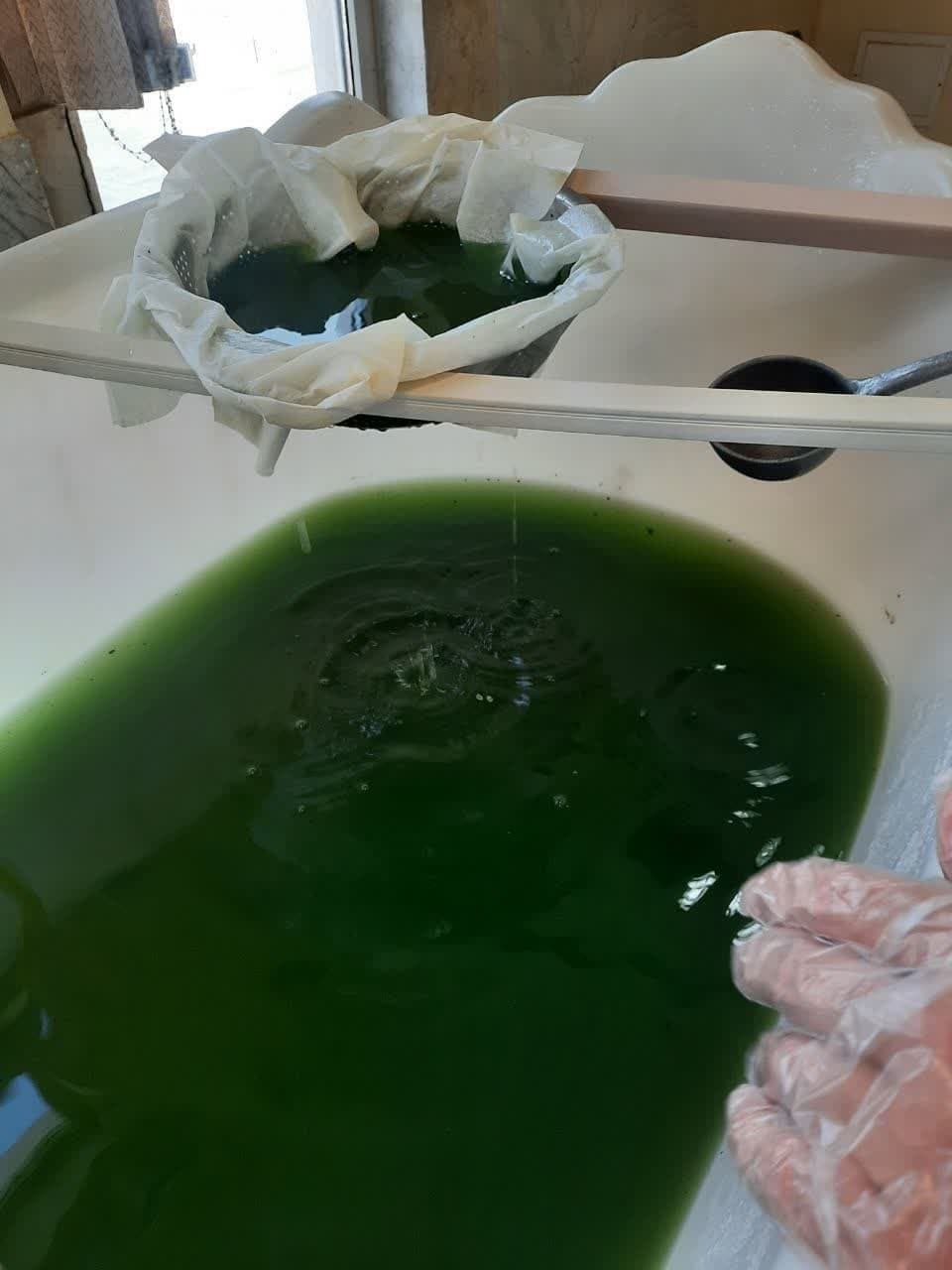 پرورش جلبک خوراکی اسپیرولینا؛ دستاوردی کاربردی در تولید مواد غذایی و دارویی پرورش جلبک خوراکی اسپیرولینا؛ دستاوردی کاربردی در تولید مواد غذایی و دارویی