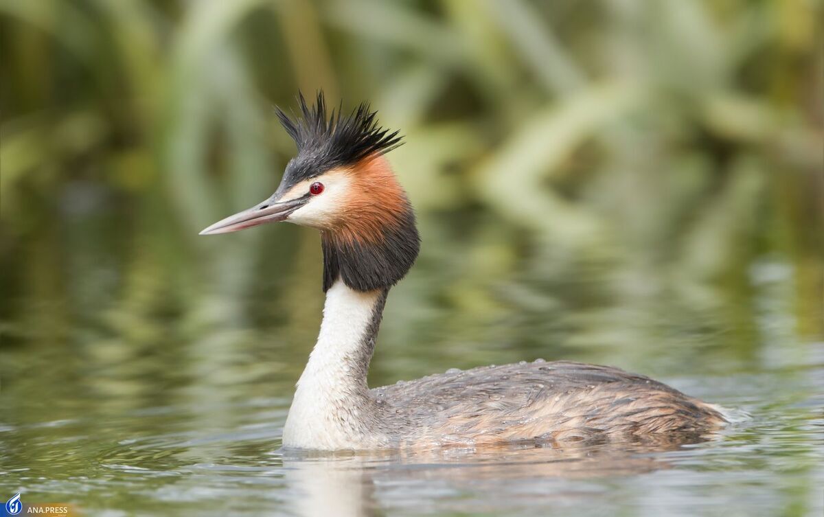 نظر تماشاگران غیر ایرانی درباره &laquo;کشیم عاشق&raquo; /////////// مستند&zwnj;های محیط زیست باید پژوهش&zwnj;محور باشند