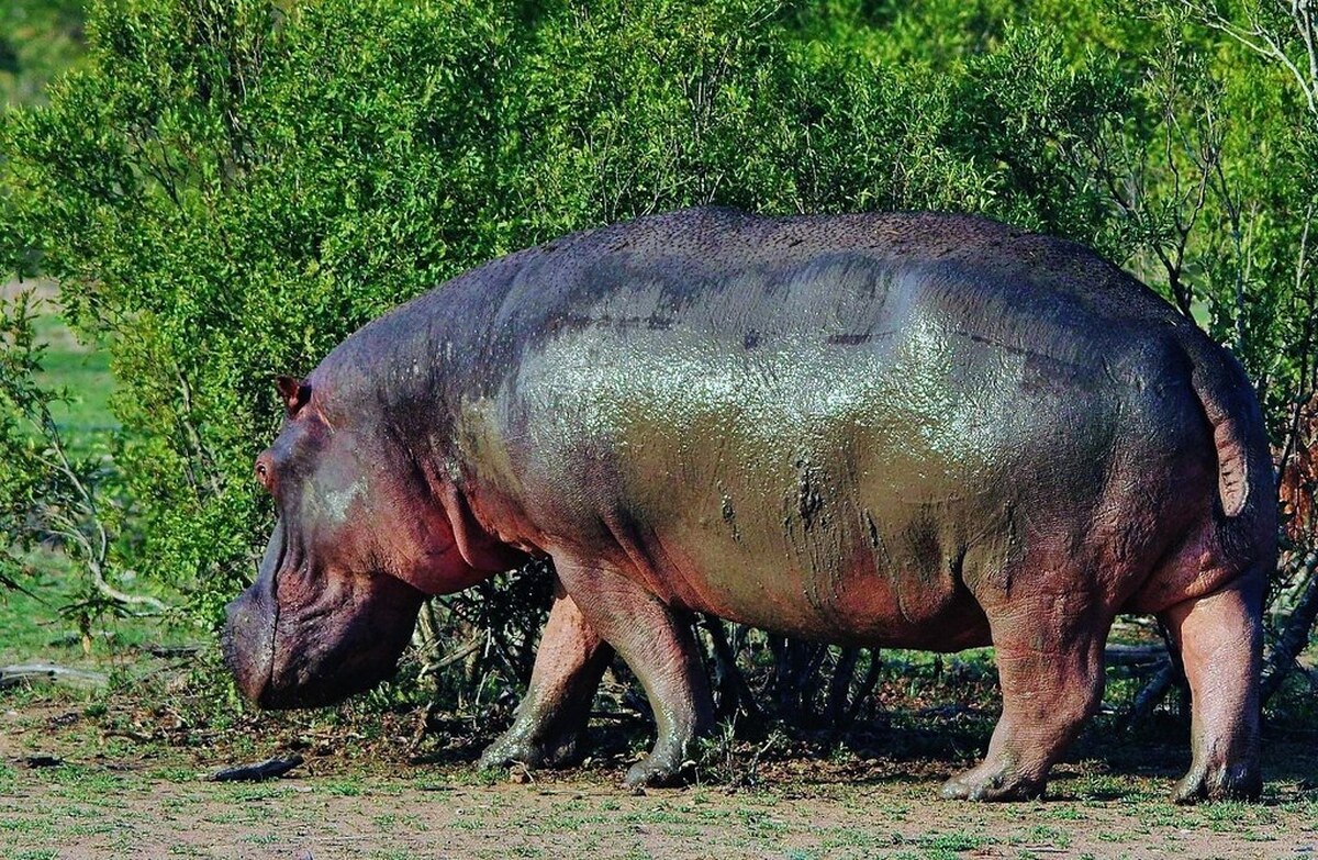 اسبهای آبی عرق صورتیرنگ دارند!