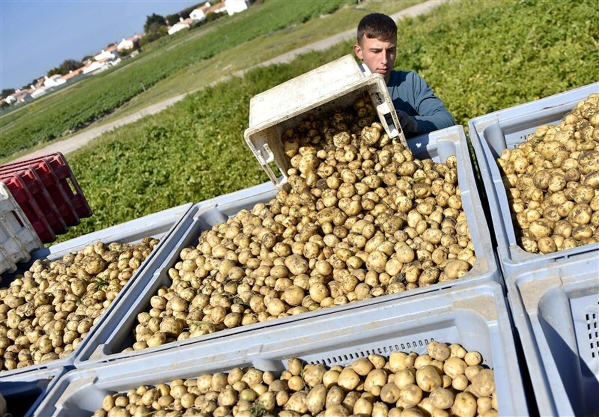 بیش از سه برابر میانگین مصرف روزانه سیب زمینی در تهران توزیع میشود