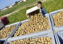بیش از سه برابر میانگین مصرف روزانه سیب زمینی در تهران توزیع می‌شود