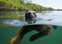 تنبل‌ها شناگرانی ماهر در دنیای زیر آب هستند