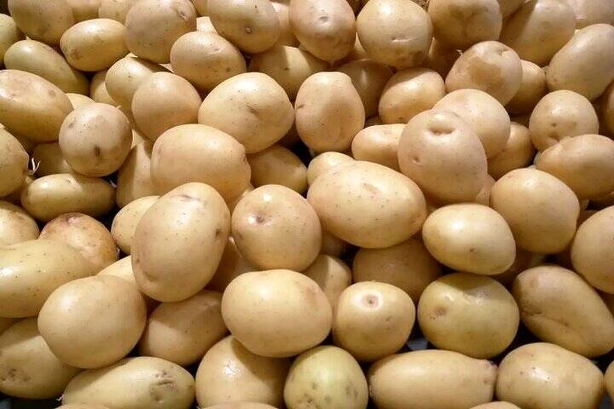 سیب زمینی با قیمت ۳۶ هزار تومان در میادین میوه و تره بار عرضه میشود