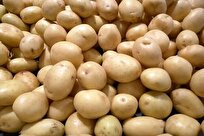 سیب زمینی با قیمت ۳۶ هزار تومان در میادین میوه و تره بار عرضه می‌شود