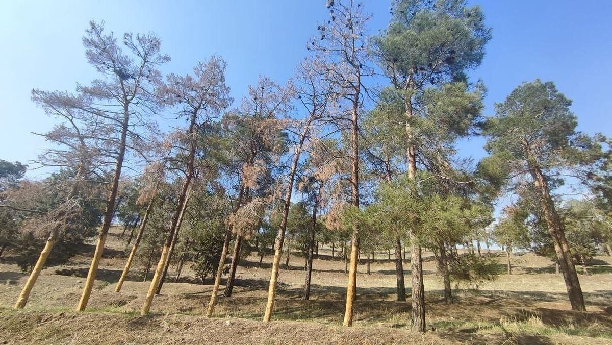 بوستان جنگلی چیتگر از درختان آفتزده پاکسازی میشود