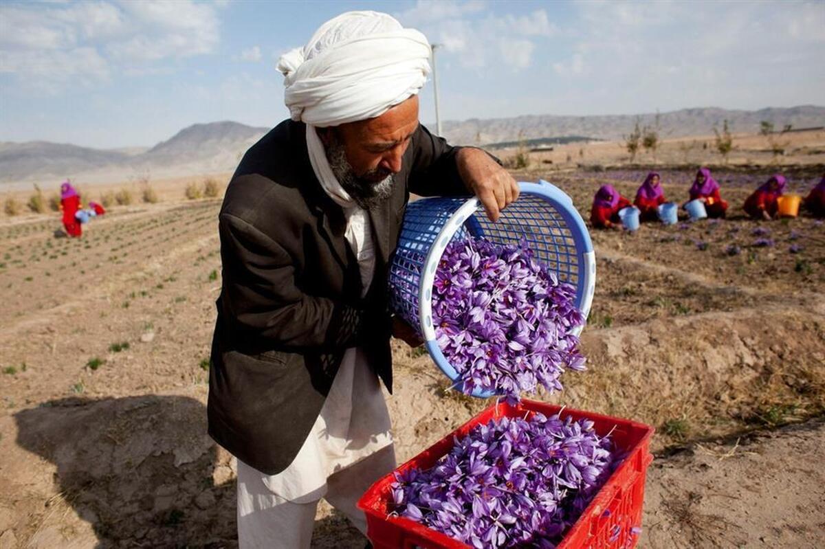 افغانستان چطور به بازار زعفران دنیا راه پیدا کرد؟ کشت پیاز زعفران ایرانی در مزارع افغانستان!