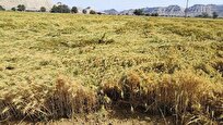 عوامل خسارت به مزارع خوزستان تشریح شد