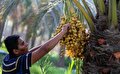چرا خرما در ماه رمضان گرانتر شد؟/ از ماجرای قاچاق نخلها چه خبر؟