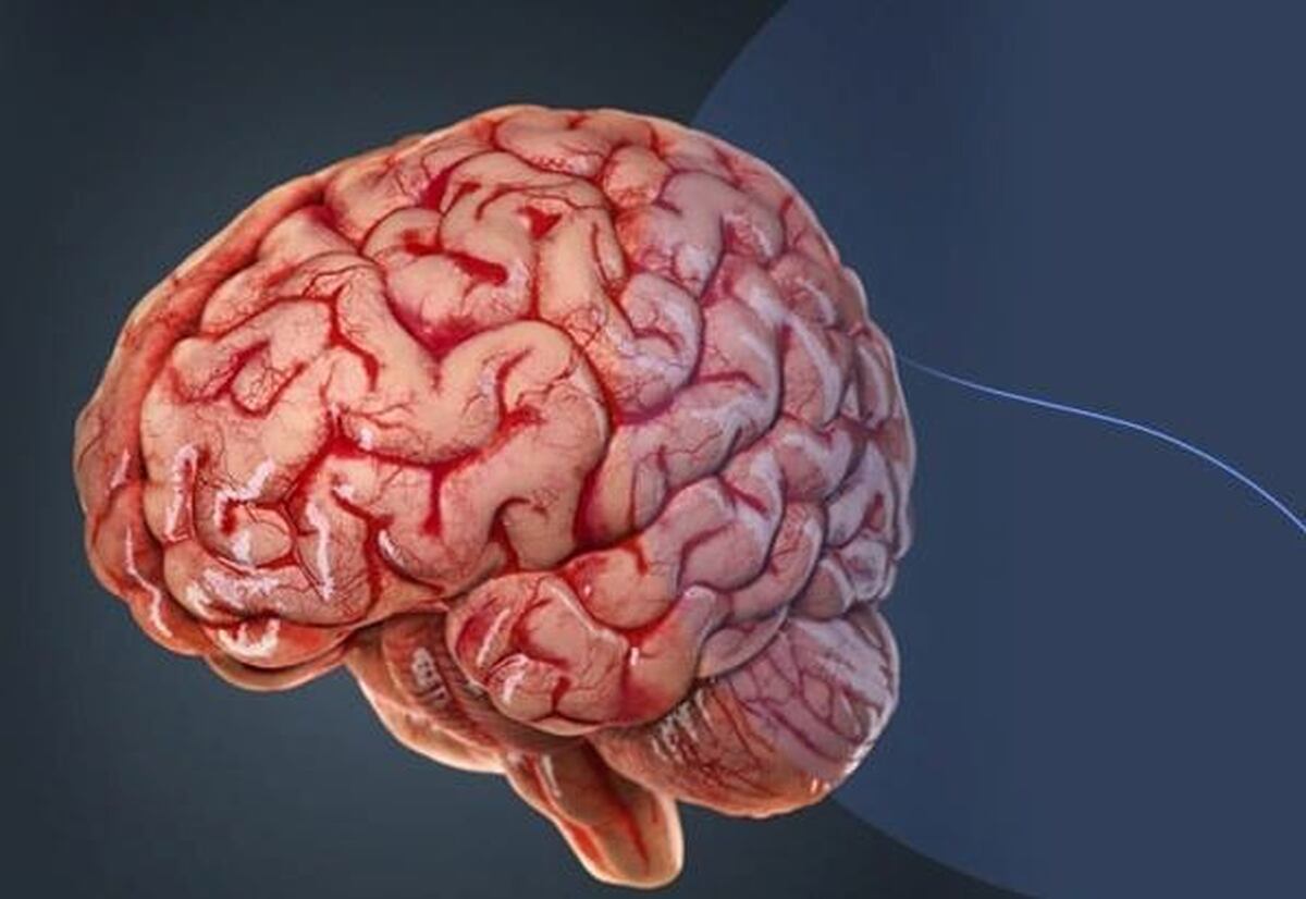 یافتههای جدید درباره تکامل مغز و تنظیم ژنتیکی با کمک هوش مصنوعی