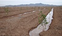 کاشت ۳۰۰ اصله شاهتوت در مزرعه دانشگاه آزاد فردوس