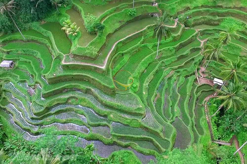 کشاورزی و سیستمهای آبیاری ایران باستان کشاورزی و سیستمهای آبیاری ایران باستان