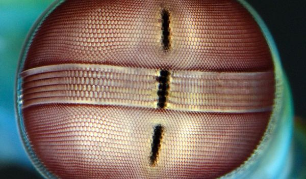 دهانپا پیچیدهترین چشمان را در قلمروی جانوران دارد! دهانپا پیچیدهترین چشمان را در قلمروی جانوران دارد!