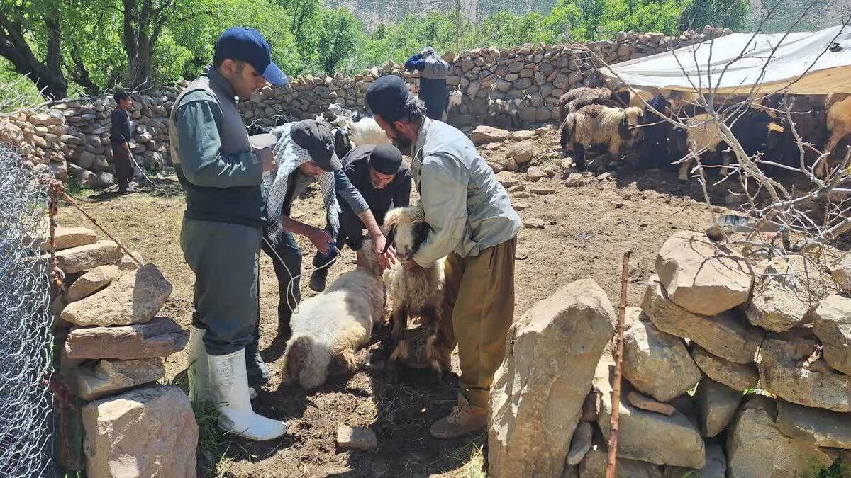 واکسیناسیون ۸ هزار و ۵۰۰ رأس دام عشایر استان چهارمحال و بختیاری