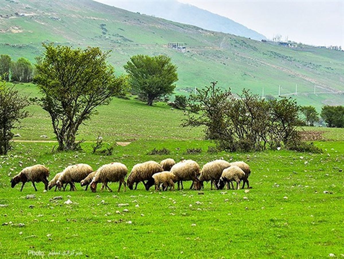 روز ملی مرتع و مرتعداری پایدار از سوی وزیر جهاد کشاورزی پیشنهاد شد