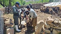 واکسیناسیون ۸ هزار و ۵۰۰ رأس دام عشایر استان چهارمحال و بختیاری