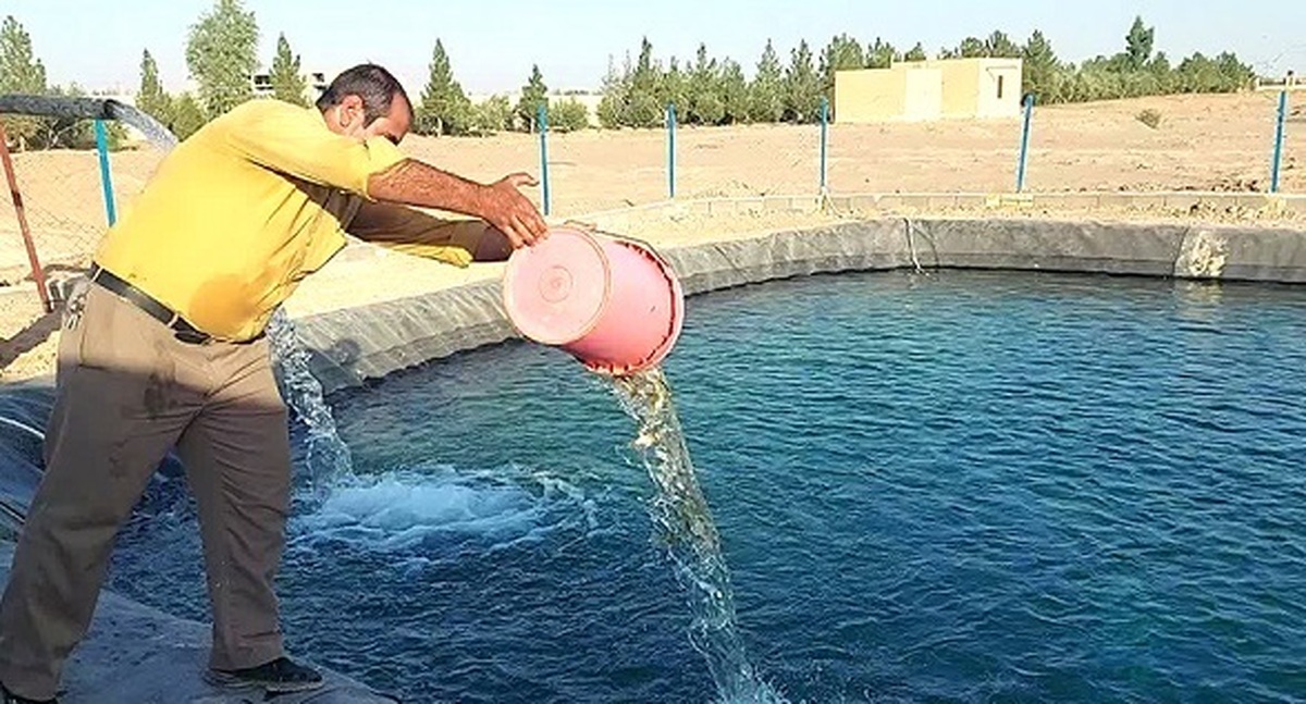 رهاسازی ۲ هزار قطعه بچهماهی تیلاپیا در استخر دانشگاه آزاد اشکذر پیشبینی برداشت ۲ تُن ماهی