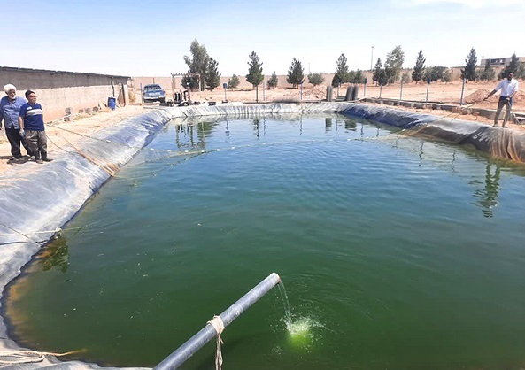 رهاسازی ۲ هزار قطعه بچهماهی تیلاپیا در استخر دانشگاه آزاد اشکذر/ پیشبینی برداشت ۲ تُن ماهی رهاسازی ۲ هزار قطعه بچهماهی تیلاپیا در استخر دانشگاه آزاد اشکذر/ پیشبینی برداشت ۲ تُن ماهی