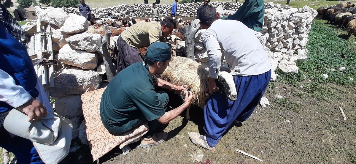واکسیناسیون ۲۶ هزار رأس دام سبک و سنگین در مناطق محروم چهارمحال و بختیاری