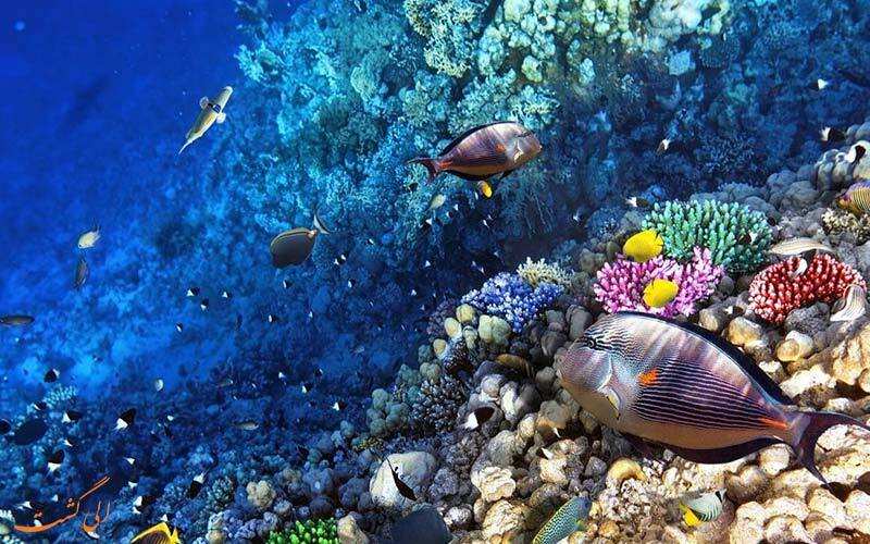 حقایقی که باید در مورد کره زمین بدانیم/ چرا مدیون نهنگها هستیم؟! حقایقی که باید در مورد کره زمین بدانیم/ چرا مدیون نهنگها هستیم؟!