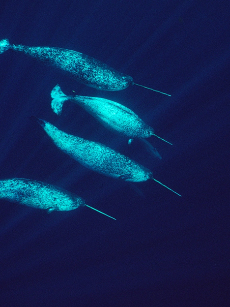 آیا نهنگها میتوانند شاخ داشته باشند؟! آیا نهنگها میتوانند شاخ داشته باشند؟!