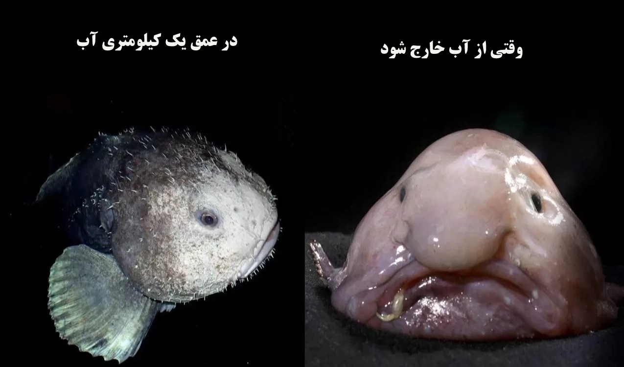 از زشتترین جاندار جهان چه میدانید؟! از زشتترین جاندار جهان چه میدانید؟!