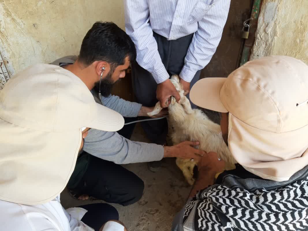 واکسیناسیون ۱۶ هزار رأس دام در مناطق محروم چهارمحال و بختیاری واکسیناسیون ۱۶ هزار رأس دام در مناطق محروم چهارمحال و بختیاری