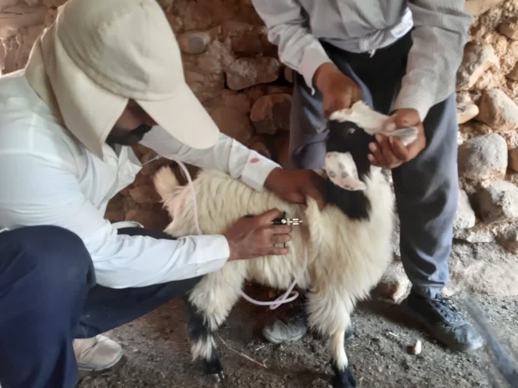 واکسیناسیون ۱۶ هزار رأس دام در مناطق محروم چهارمحال و بختیاری واکسیناسیون ۱۶ هزار رأس دام در مناطق محروم چهارمحال و بختیاری
