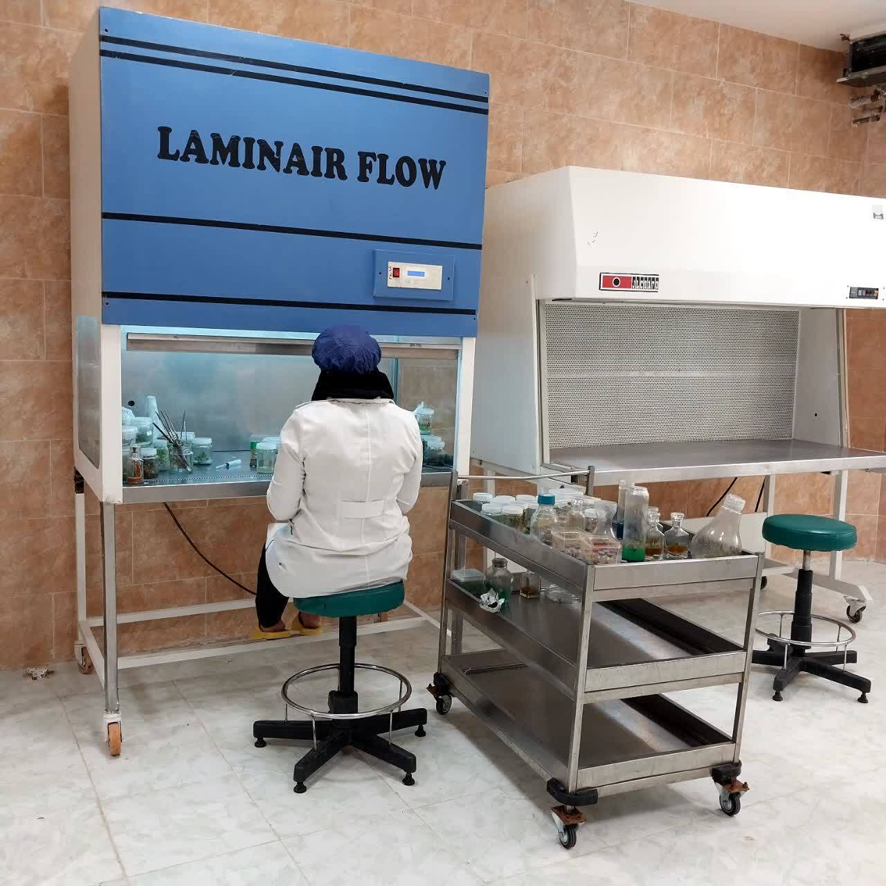 تولید نشای سیبزمینی و ایجاد مزرعه الگو با فناوری کشتبافت تولید نشای سیبزمینی و ایجاد مزرعه الگو با فناوری کشتبافت