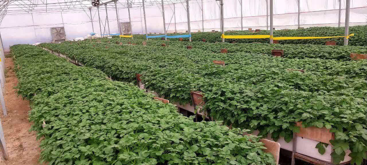 تولید نشای سیبزمینی و ایجاد مزرعه الگو با فناوری کشتبافت تولید نشای سیبزمینی و ایجاد مزرعه الگو با فناوری کشتبافت