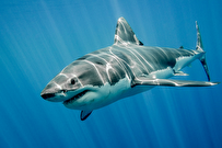 قدمت کوسه‌های روی زمین بیشتر از درختان است!