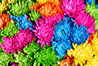 چرا هر گل بوی خاصی دارد؟