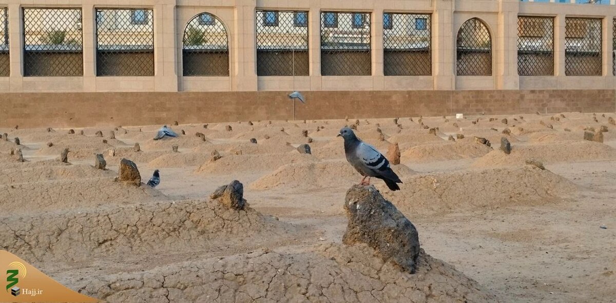 در پناه بهشت بقیع + عکس