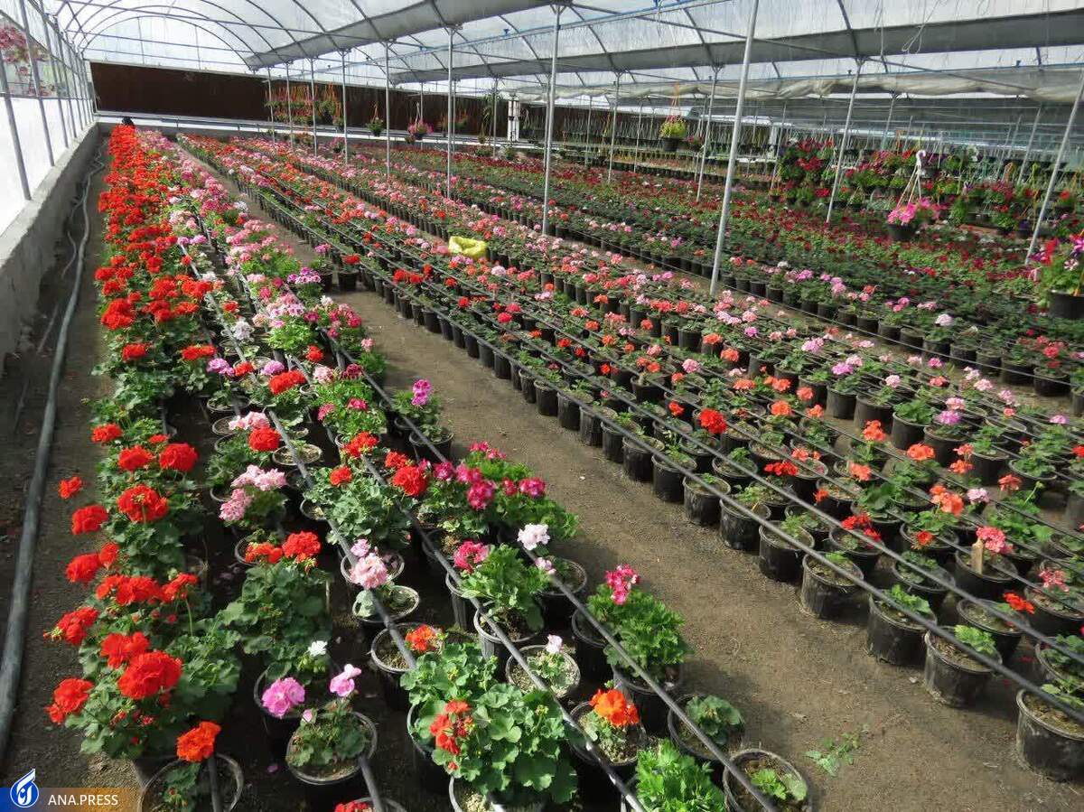 اجرای 3 طرح فناورانه در سرای نوآوری کشت و تجاریسازی گیاهان زینتی اجرای 3 طرح فناورانه در سرای نوآوری کشت و تجاریسازی گیاهان زینتی