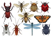 بررسی رفتار حشرات در فصل تابستان