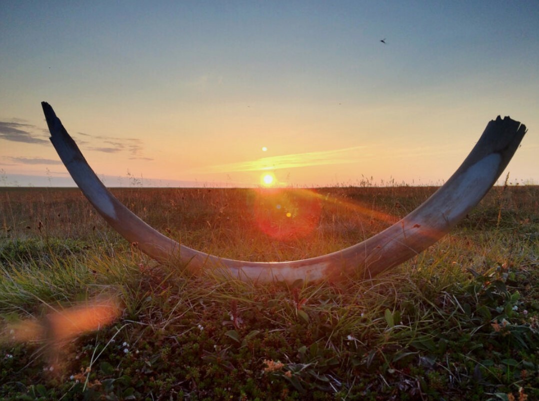 کشف علت انقراض آخرین نسل از ماموتها با تعیین توالی DNA کشف علت انقراض آخرین نسل از ماموتها با تعیین توالی DNA