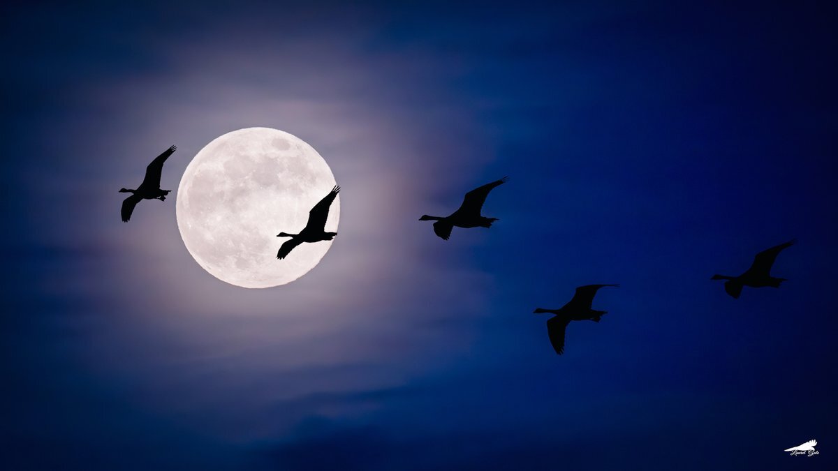 اگر ماه نبود چه بر سر زمین میآمد؟ اگر ماه نبود چه بر سر زمین میآمد؟