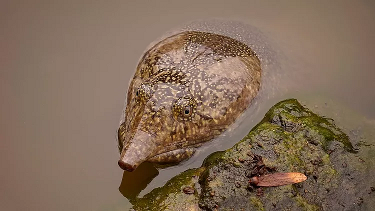 لاک‌پشتی که از راه دهان ادرار می‌کند  ایده جدید برای درمان بیماران مبتلا به نارسایی کلیه
