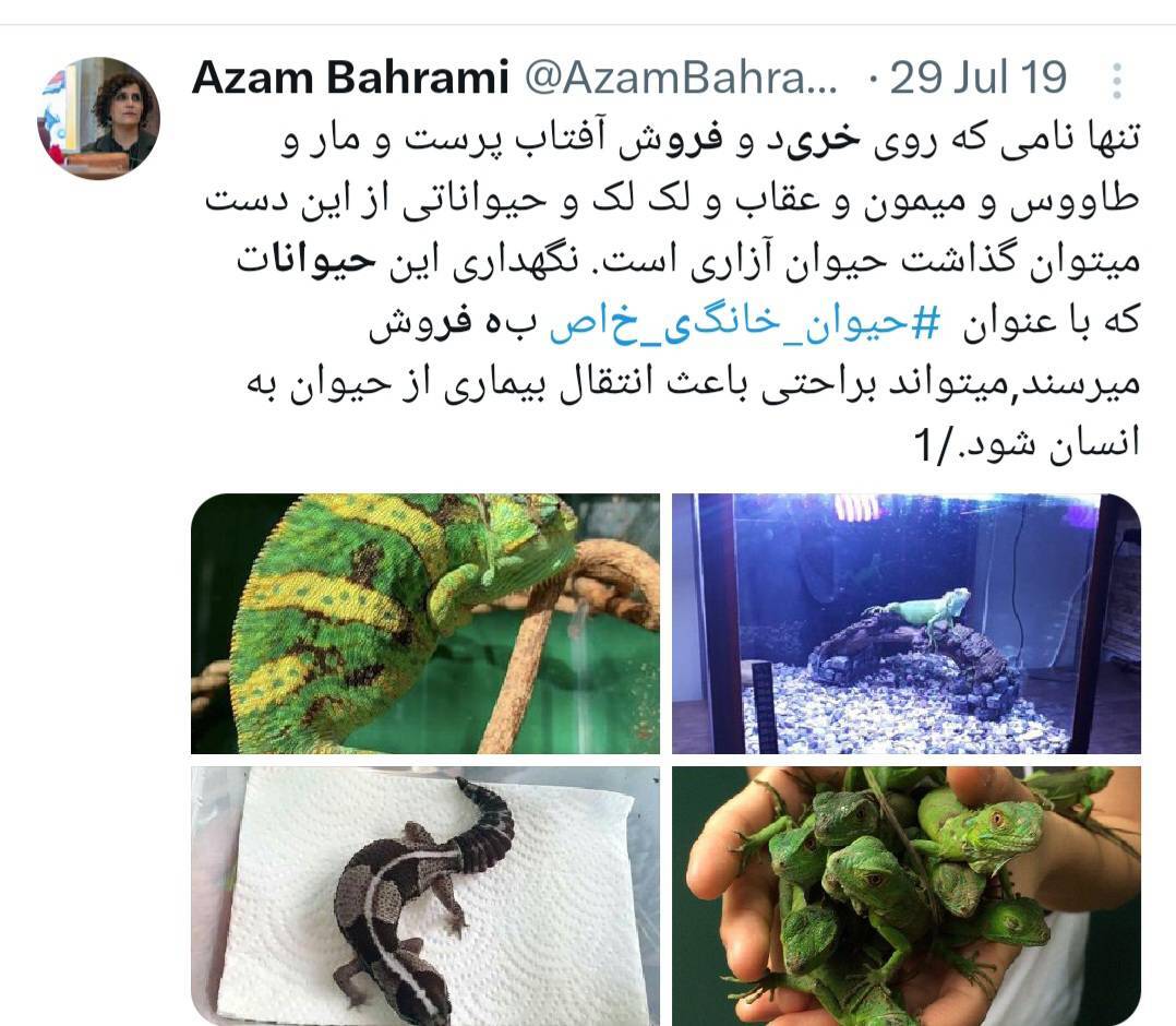 از جغد مینیاتوری تا میمون بندانگشتی از جغد مینیاتوری تا میمون بندانگشتی