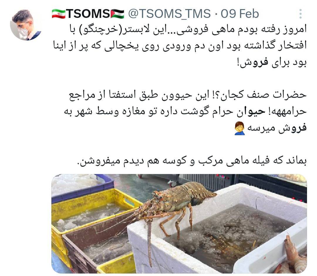 از جغد مینیاتوری تا میمون بندانگشتی در بازار سیاه از جغد مینیاتوری تا میمون بندانگشتی در بازار سیاه