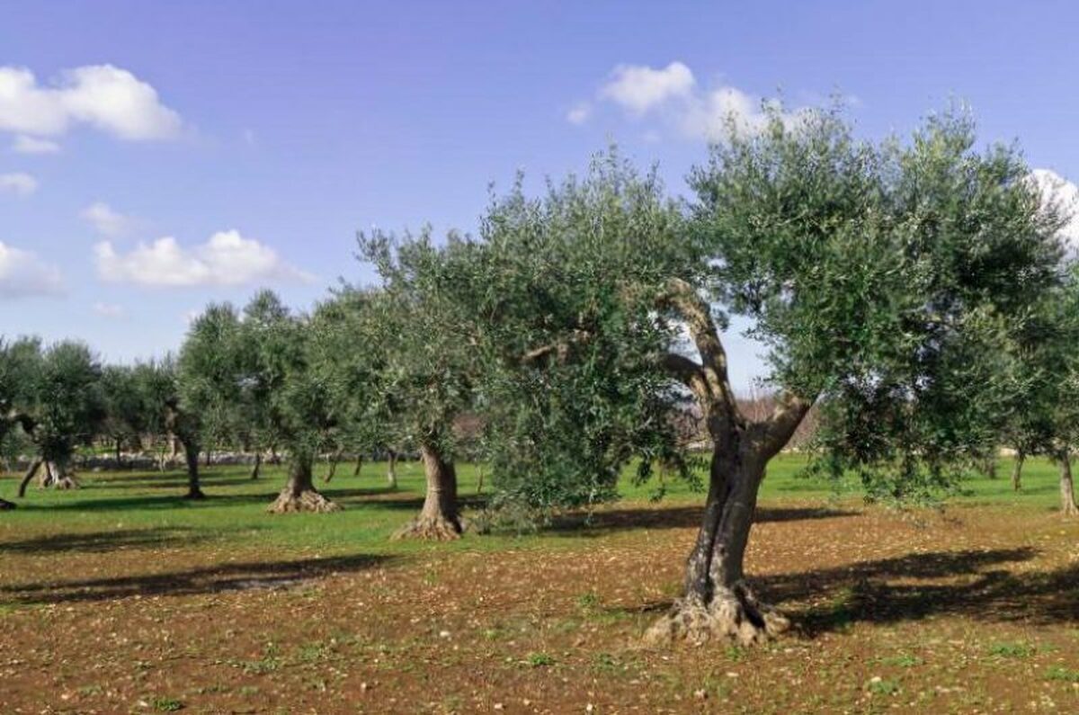 در سال جاری بیش از ۱۵۰ هزارتن زیتون در کشور تولید می شود