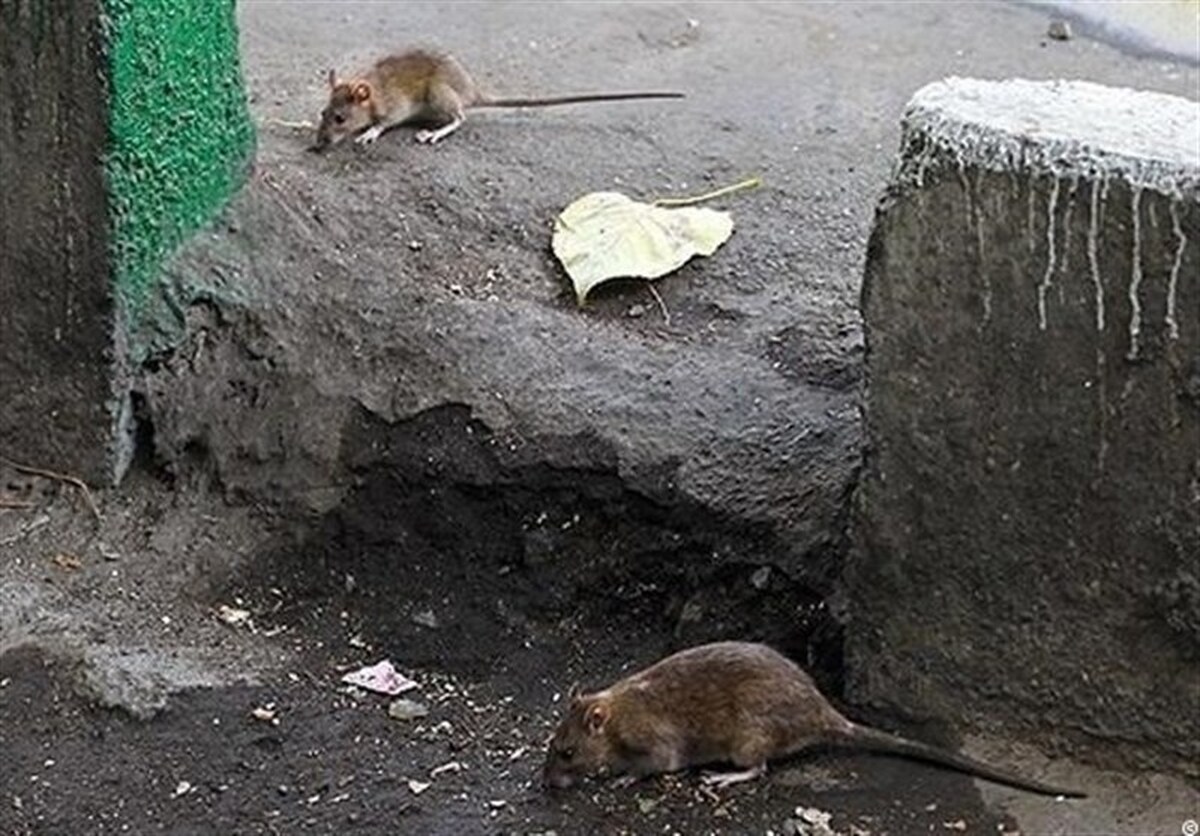 استفاده از «نانوپودر غیرسمی» برای مبارزه با موشهای پایتخت
