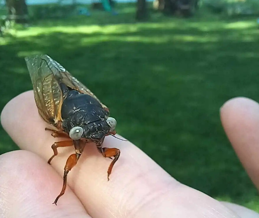 چرا حیوانات آبی رنگ در طبیعت بسیار کمیاب هستند؟ چرا حیوانات آبی رنگ در طبیعت بسیار کمیاب هستند؟