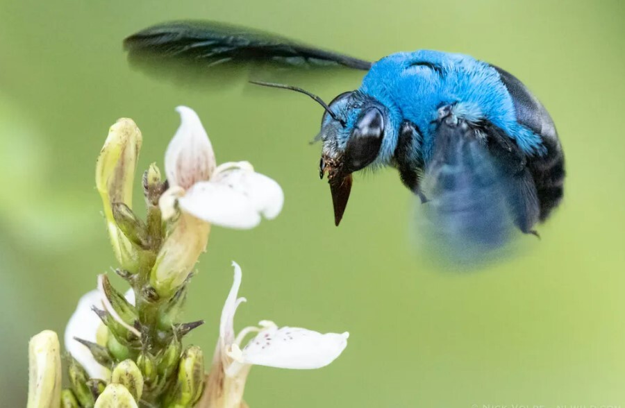 چرا حیوانات آبی رنگ در طبیعت بسیار کمیاب هستند؟ چرا حیوانات آبی رنگ در طبیعت بسیار کمیاب هستند؟
