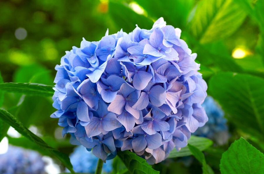 چرا حیوانات آبی رنگ در طبیعت بسیار کمیاب هستند؟ چرا حیوانات آبی رنگ در طبیعت بسیار کمیاب هستند؟